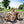 Igrača lesena 3D sestavljanka tractor igrača na polju